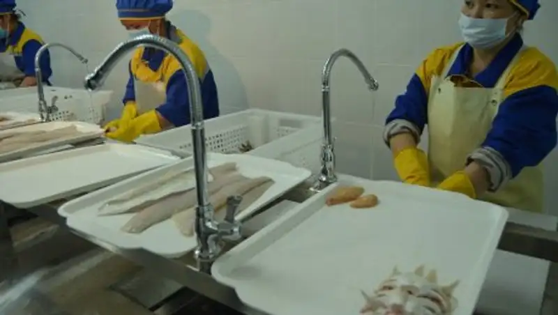 ЮКО: В Шардаре открылся новый завод производительной мощностью 600 тонн рыбы в год