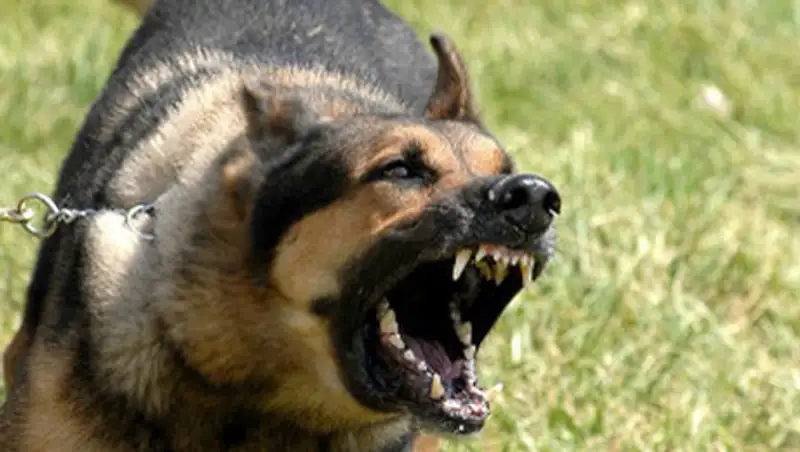 В Шымкенте собаки стали чаще нападать на людей