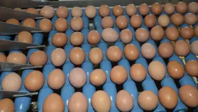 Zakon.kz, фото - Новости Zakon.kz от 13.01.2017 16:17