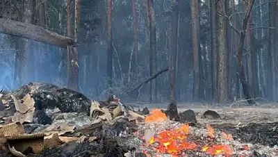 лес, фото - Новости Zakon.kz от 04.09.2022 09:11