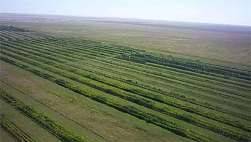 Российский инженер придумал как превратить астанинский зеленый пояс в джунгли