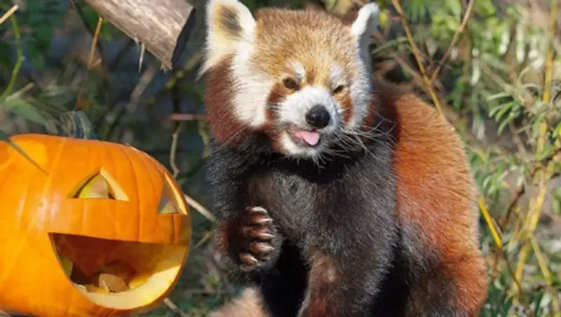 Как прошел Хеллоуин у животных