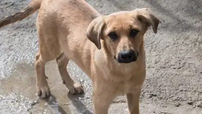 Zakon.kz, фото - Новости Zakon.kz от 18.12.2017 14:03