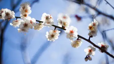 Pixabay, фото - Новости Zakon.kz от 19.03.2019 09:08