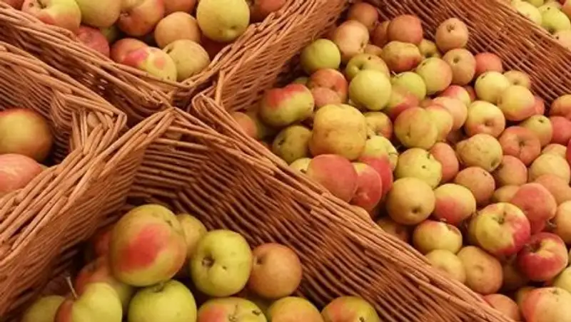 Более 165 тонн подкарантинной продукции пытались незаконно ввезти в Казахстан