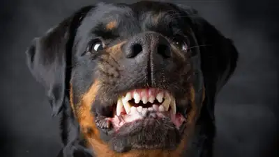 Версия.Инфо, фото - Новости Zakon.kz от 29.03.2019 17:18