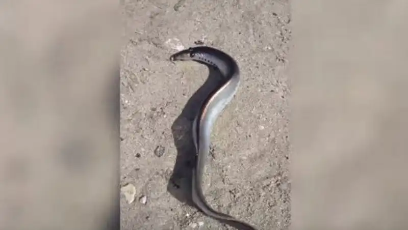 Необычный для казахстанцев улов рыбак запечатлел на видео