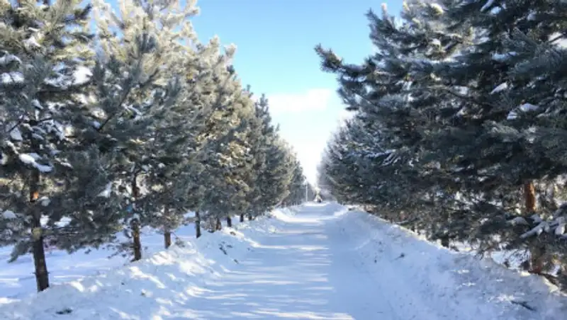 29 февраля казахстанцев ожидает погода без осадков