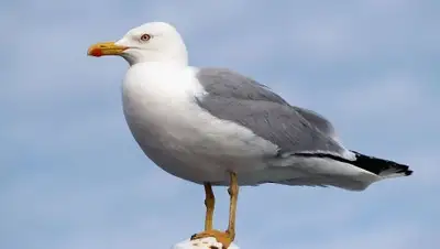 ru.wikipedia.org, фото - Новости Zakon.kz от 14.02.2019 10:43