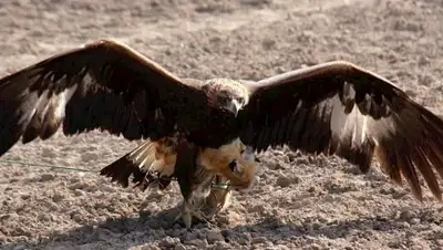 Кабар, фото - Новости Zakon.kz от 17.07.2018 08:20