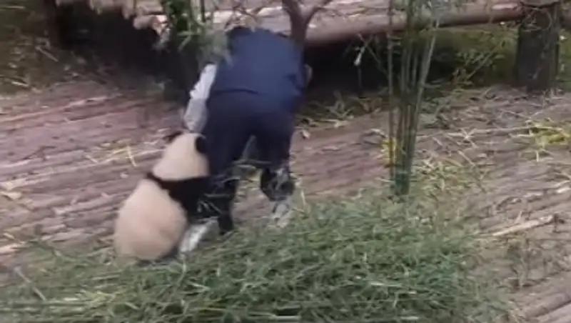 Маленькая панда, мешающая работать, развеселила пользователей Сети