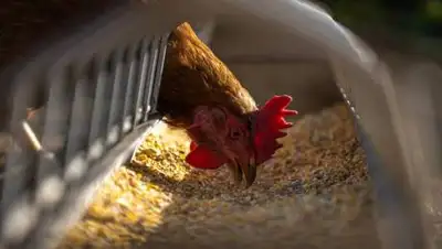 pixabay.com, фото - Новости Zakon.kz от 16.07.2021 15:10