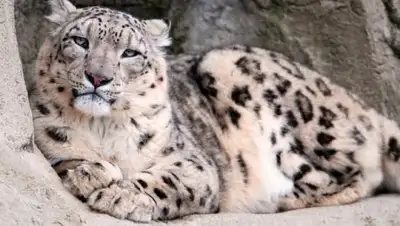 Zakon.kz, фото - Новости Zakon.kz от 08.06.2017 05:51