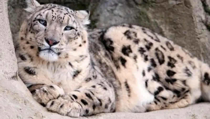 Падение снежного барса в горах Гималаи попало на видео