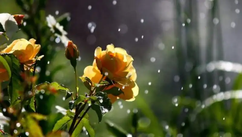 22 июля на большей части Казахстана сохраняются дожди с грозами и порывистым ветром