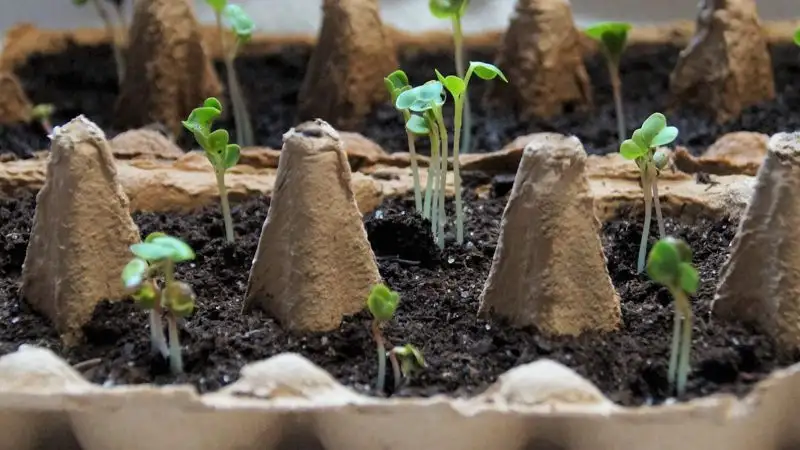 Какую рассаду стоит сажать в марте