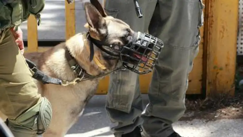 Военные США бросили в Афганистане десятки служебных собак