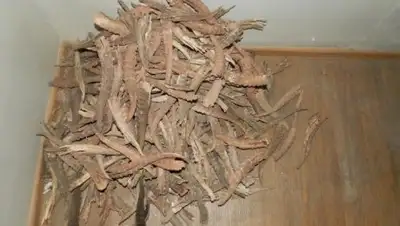 Zakon.kz, фото - Новости Zakon.kz от 01.07.2016 15:45