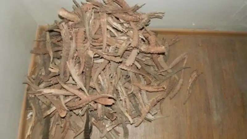 В ЗКО осудили браконьеров, убивших 11 сайгаков