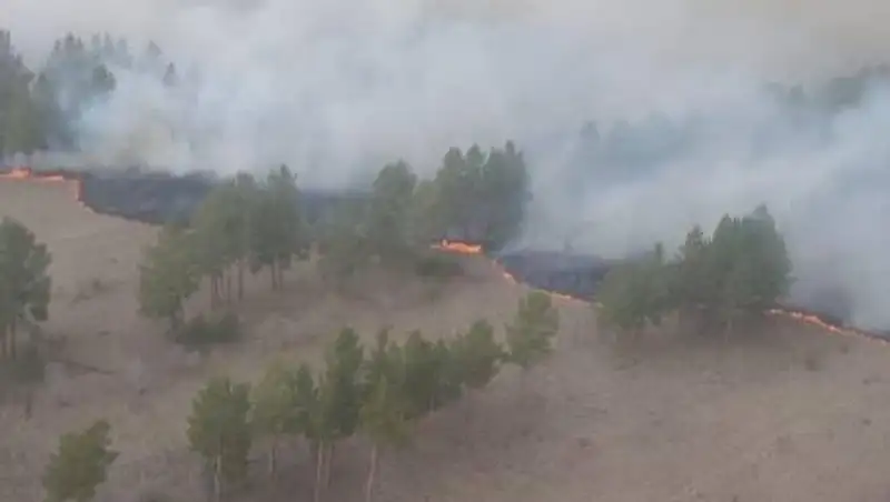 Сосновый бор горит в Павлодарской области