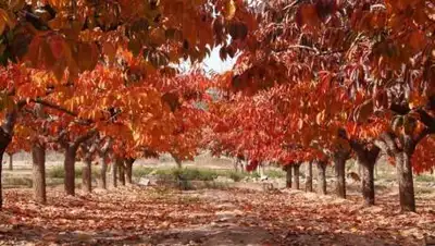 pixabay.com, фото - Новости Zakon.kz от 09.10.2020 11:57