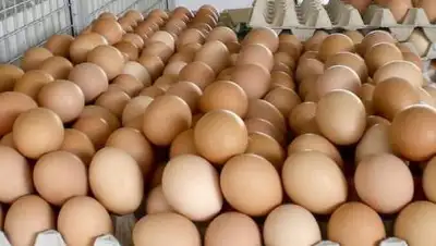 flagma.kz, фото - Новости Zakon.kz от 18.03.2021 12:11