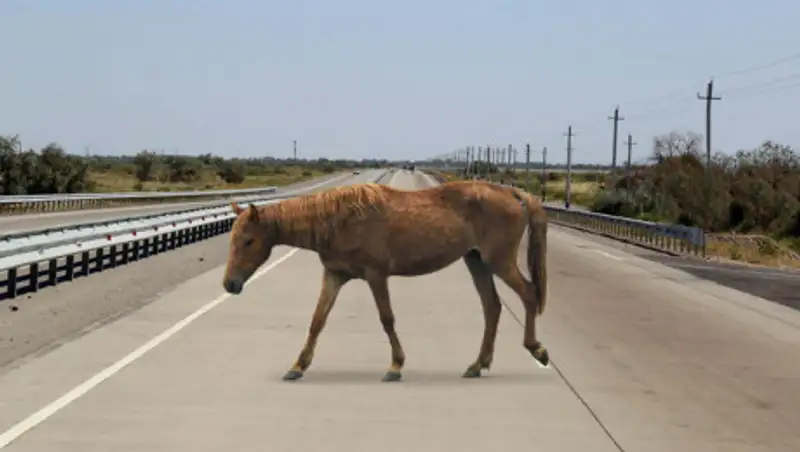 Лошадь влетела в салон авто в Павлодарской области