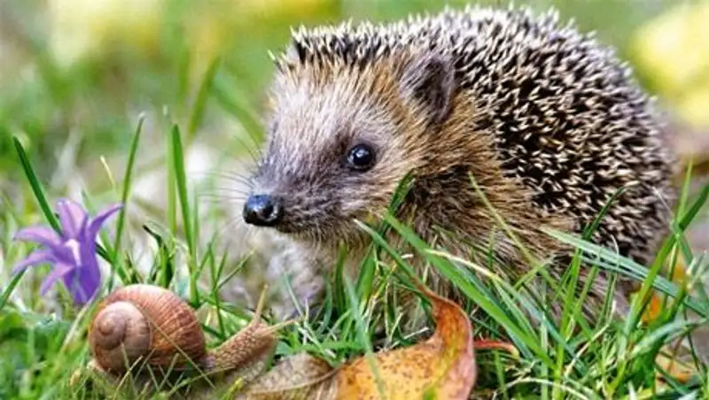 В пригороде Парижа задержали с поличным банду браконьеров, промышлявших ловлей ежей