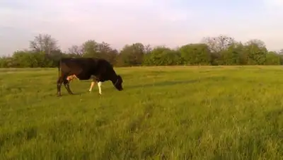 arnapress.kz, фото - Новости Zakon.kz от 19.04.2018 13:08