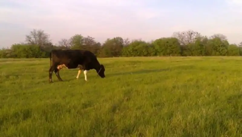 Государство намерено изымать земли для пастбищ и под ИЖС