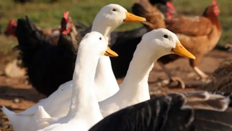 &#1178;ызылордада ал&#1171;аш рет ет &#1257;ндіретін &#1179;&#1201;с фермасы ашылды