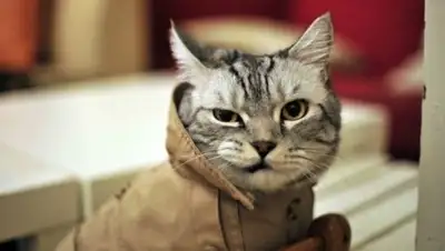 propositive.ru, фото - Новости Zakon.kz от 02.08.2018 23:46