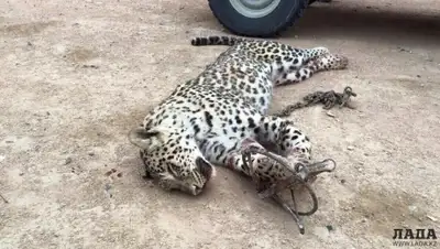 Zakon.kz, фото - Новости Zakon.kz от 15.05.2015 21:24