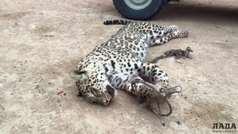  Стали известны подробности убийства леопарда в Мангистауской области