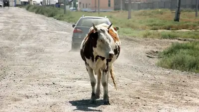 Zakon.kz, фото - Новости Zakon.kz от 07.09.2016 17:25