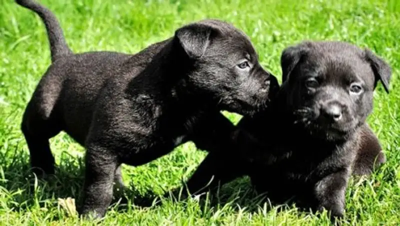 Собака прославилась на весь интернет, спасая своих щенков