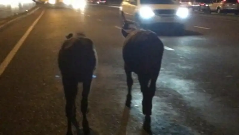 В Алматы по проспекту Аль-Фараби прогулялись коровы
