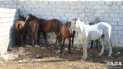 Zakon.kz, фото - Новости Zakon.kz от 19.01.2015 00:56