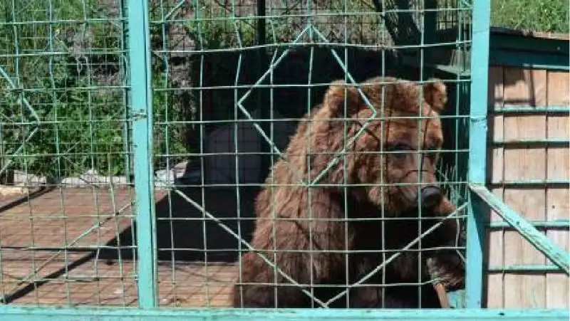 Медведица укусила девочку в Костанае: суд вынес решение