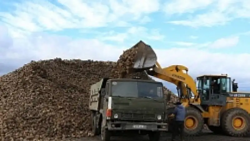 Алматы облысында  6 мы&#1187; гектардан астам ал&#1179;ап&#1179;а &#1179;ант &#1179;ызылшасы егіледі