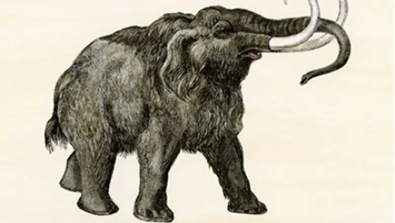 Генетики анонсировали воскрешение мамонтов