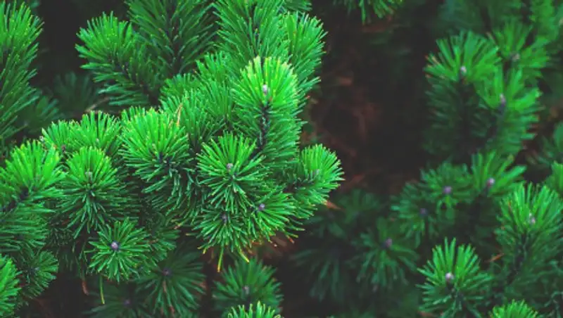 Алматинцев попросили не выкидывать елки