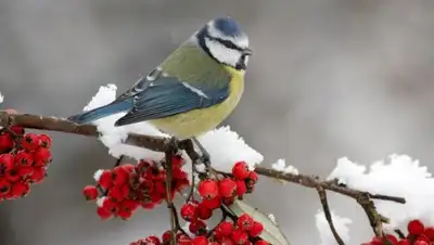 Zakon.kz, фото - Новости Zakon.kz от 09.01.2017 12:00