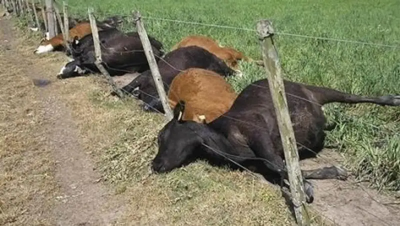Из-за вспышки сибирской язвы в Карагандинской области уволен замакима района
