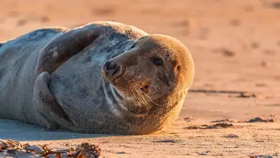 мертвые тюлени, Каспий, фото - Новости Zakon.kz от 19.05.2022 10:42