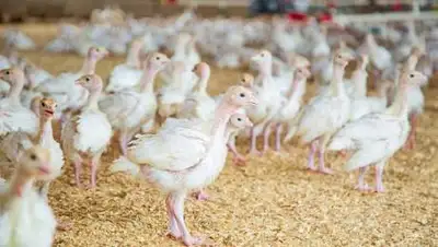 pixabay, фото - Новости Zakon.kz от 11.09.2021 08:37