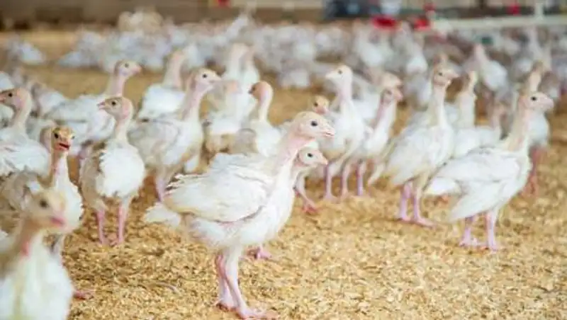 Костанайский суд оправдал экс-чиновника, обвиняемого в сокрытии падежа на птицефабрике