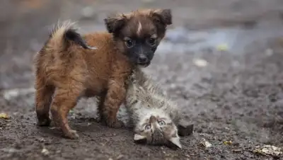 Zakon.kz, фото - Новости Zakon.kz от 24.12.2014 17:34