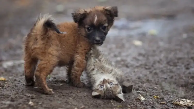 20 фотографий, которые заставили наше сердце остановиться