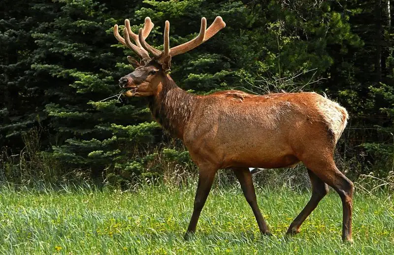 Кабаны, лоси и рыси: сколько и каких животных в Казахстане разрешили отстрелить